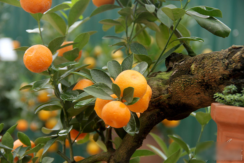 Cây quất độc nhất được ngã giá trăm triệu chưa bán